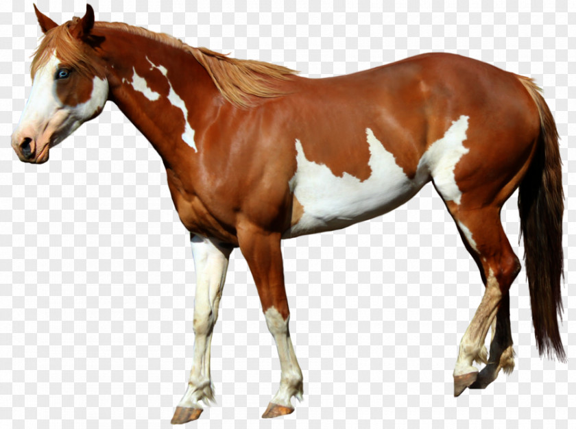 Horse American Paint Mangalarga Marchador Foal Standing PNG
