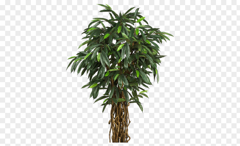 Aquatic Plants Perforate St John's-wort Tree Areca Palm Plant Arecaceae PNG