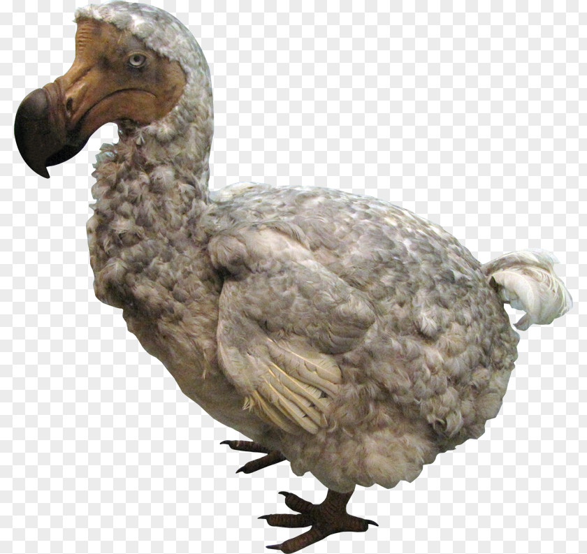 Bird Natural History Museum, London Dodo Extinction PNG