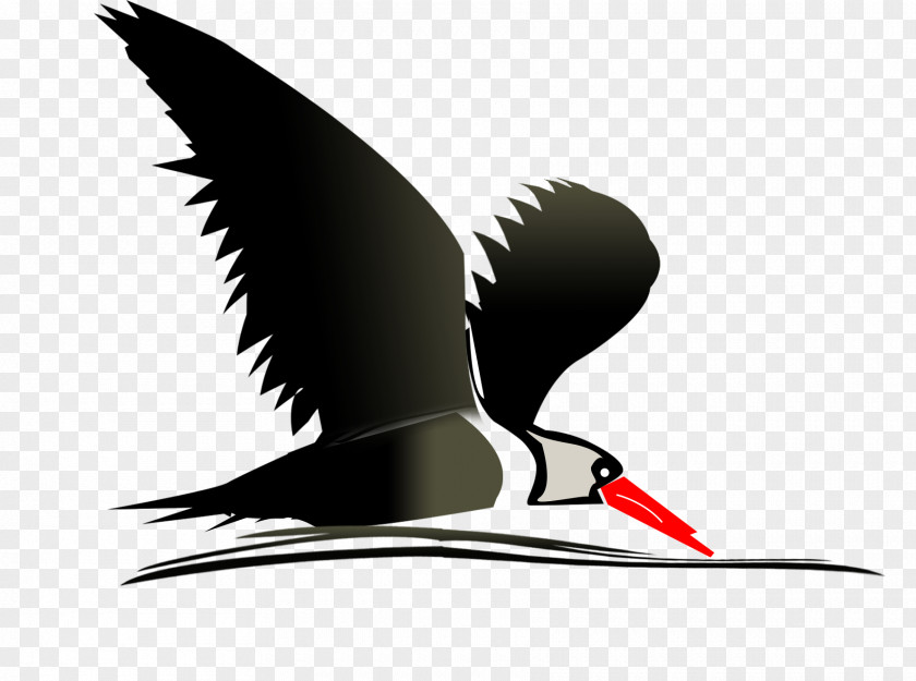 Bird Uganda Birdwatching Safari Clip Art PNG