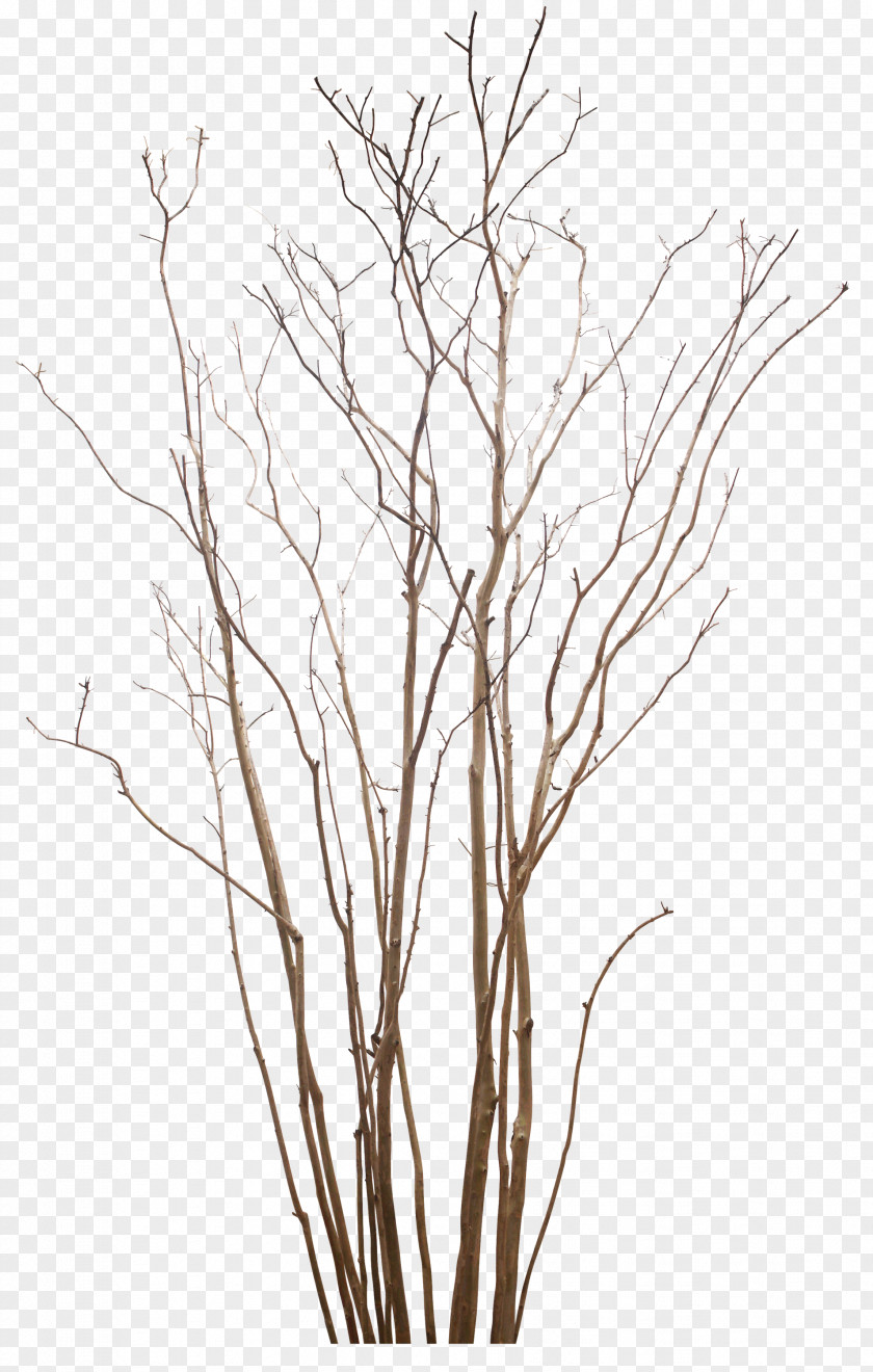 Dead Tree PNG