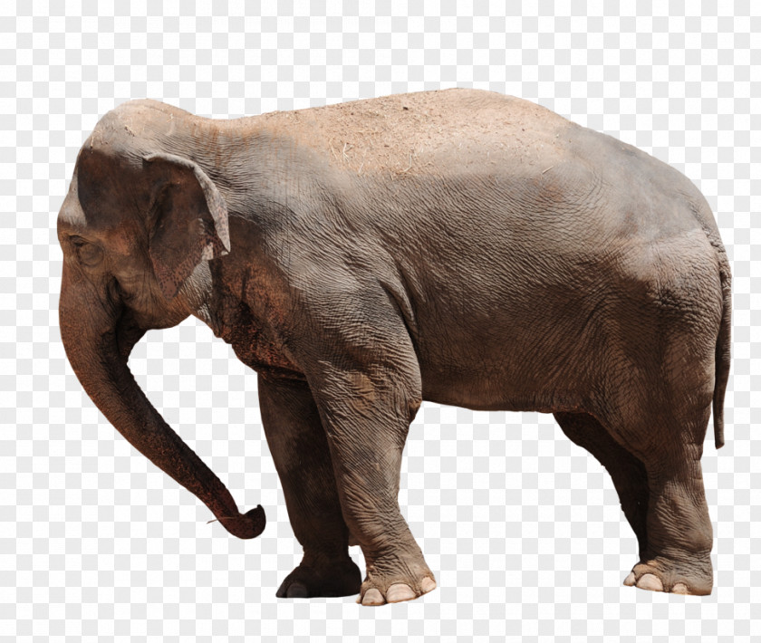 Elephant Transparent African Bush Asian Baby Elephants Forest PNG
