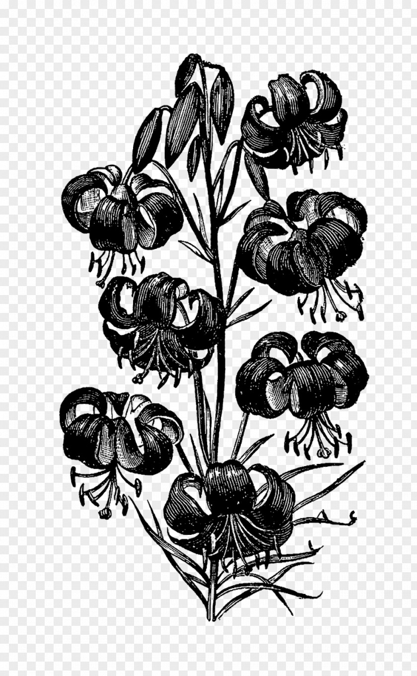 Flower Drawing Clip Art PNG