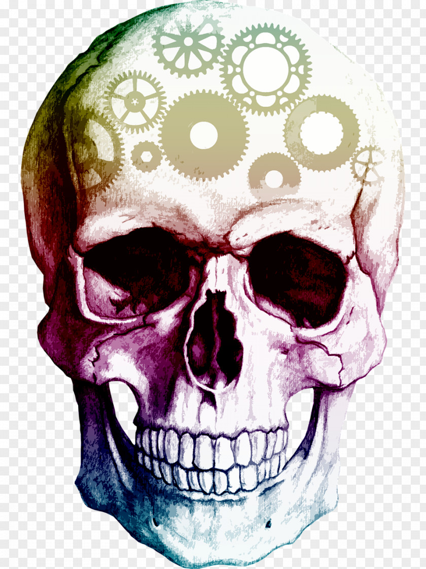 Skulls Skull Human Skeleton Clip Art PNG