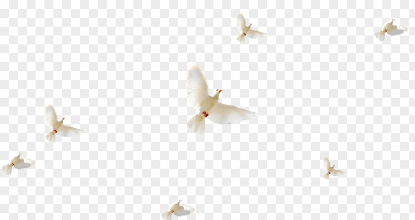 Swallow White Petal Pattern PNG