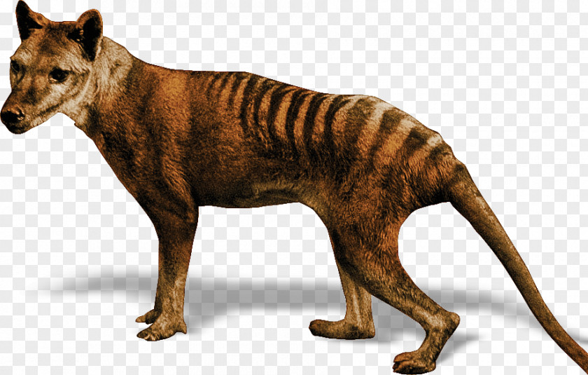 Tiger Tasmanian Devil Thylacine Gray Wolf PNG