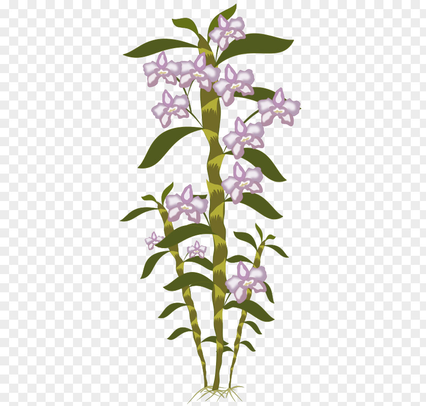 Botany Pictures Orchids Clip Art PNG