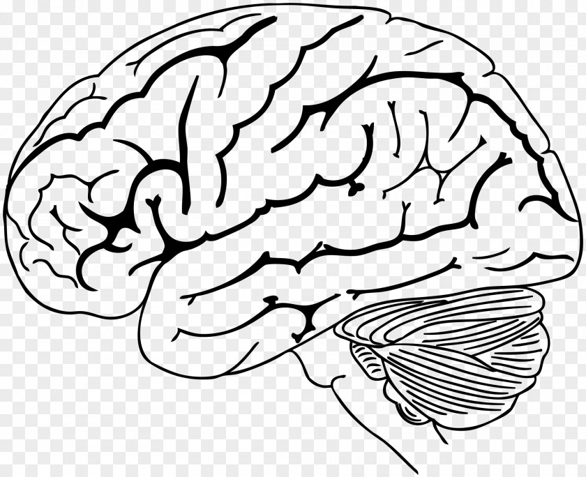 Brain Human Drawing Brainstem PNG