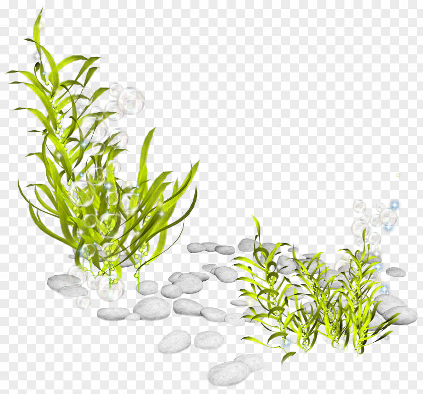 Creatures Seaweed Plant Seabed Clip Art PNG