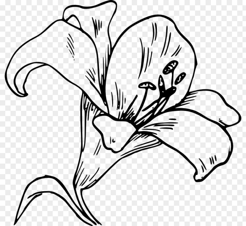 Easter Lily Lilium 'Stargazer' Computer Icons Clip Art PNG