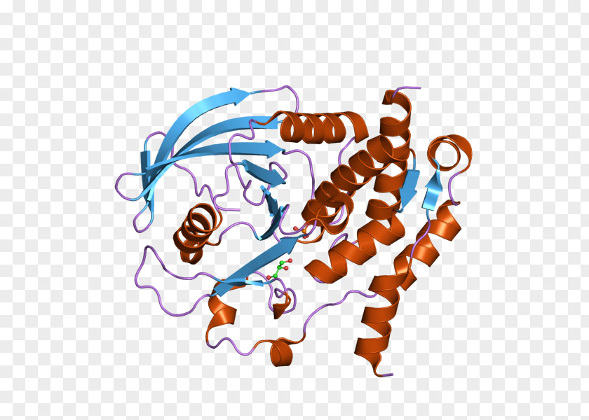 Protein Tyrosine Phosphatase Gene PTPN7 PNG
