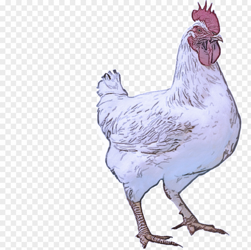 Livestock Poultry Bird Chicken Rooster Comb Beak PNG