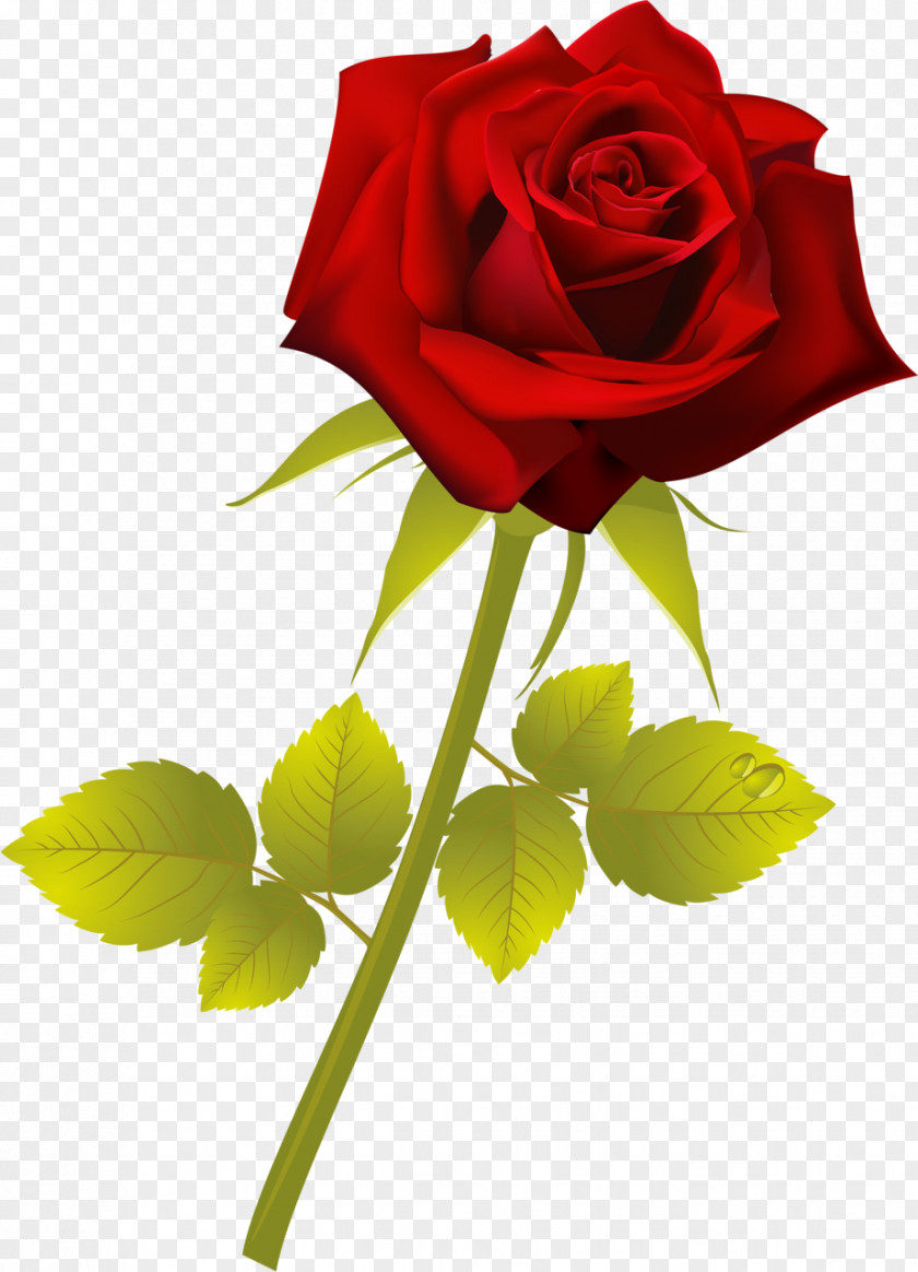 Red Roses Flower Plant Garden Painting PNG