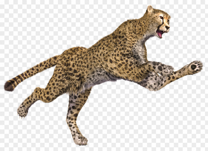Cheetah Leopard Jaguar 3D Computer Graphics PNG
