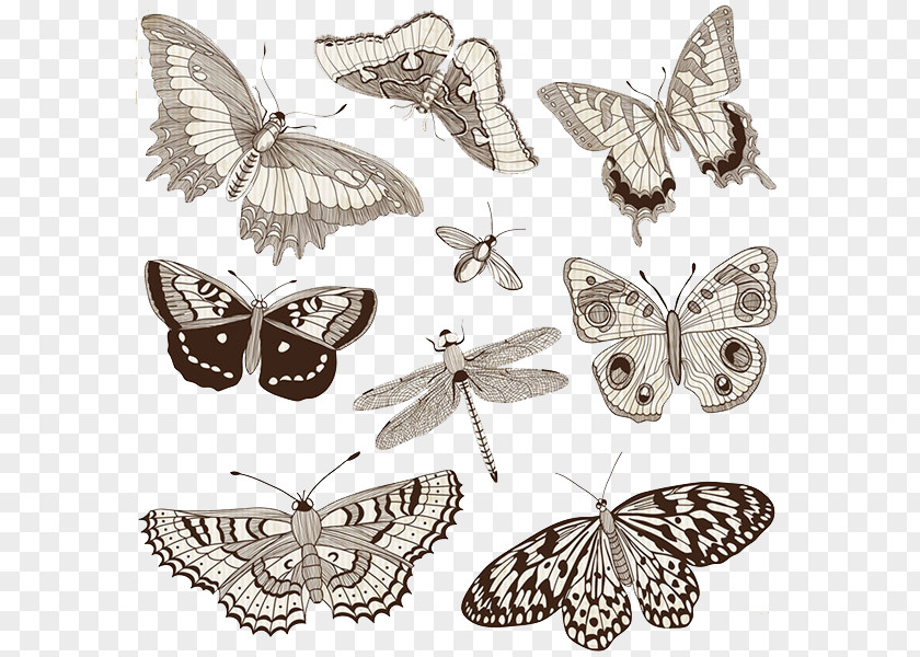 Classical Butterfly Dragonfly Insect Illustration PNG