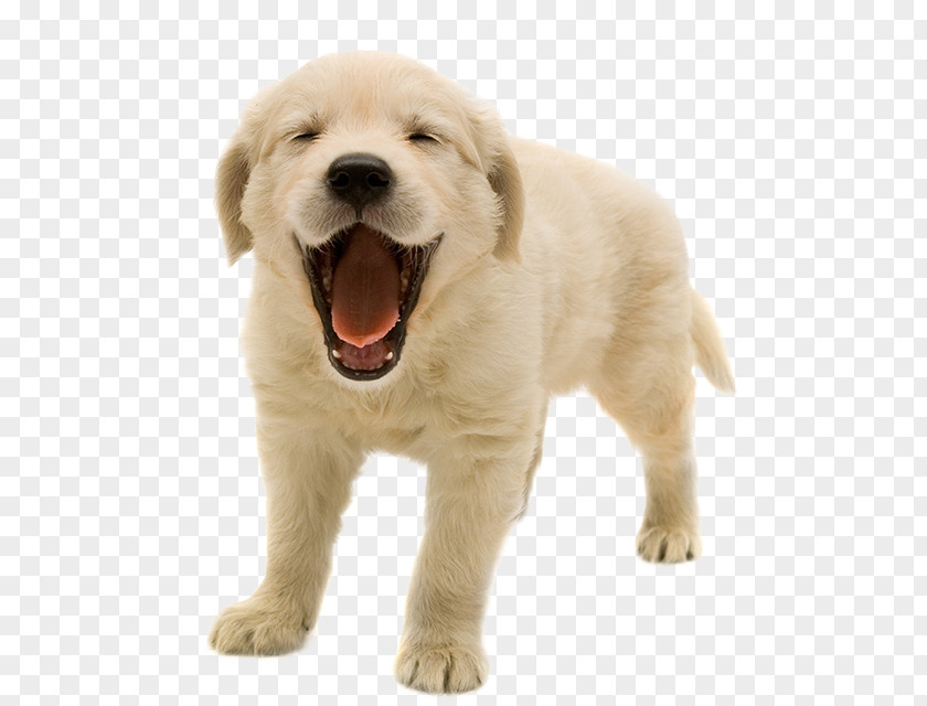 Puppy Golden Retriever Labrador PNG