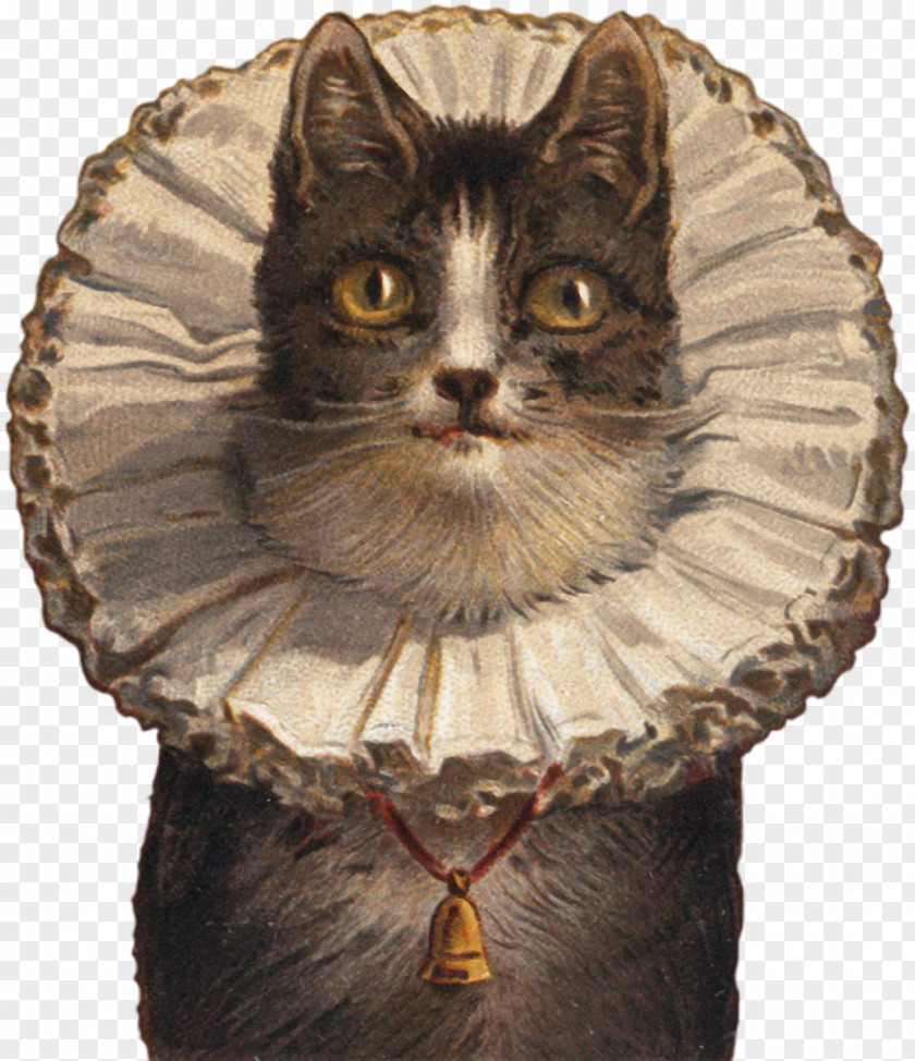 Cat Post Cards Collar Felidae IPhone X PNG