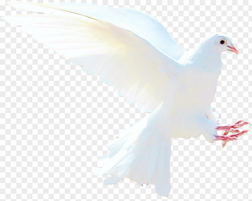 Peace Gull Dove Bird PNG