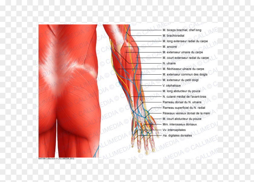 Arm Forearm Muscle Elbow Anatomy Muscular System PNG