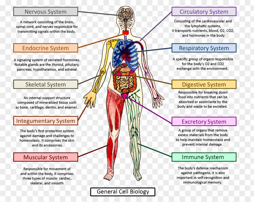 Arm Homo Sapiens Muscle Human Behavior Shoulder PNG