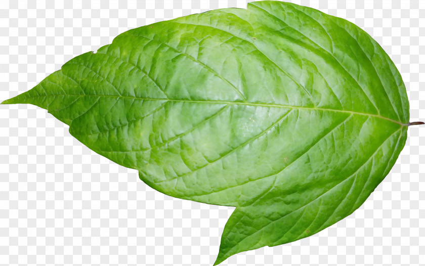 Cabbage Leaf Vegetable Watercolor Flower Background PNG