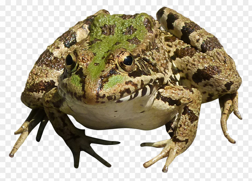 Frog True PNG