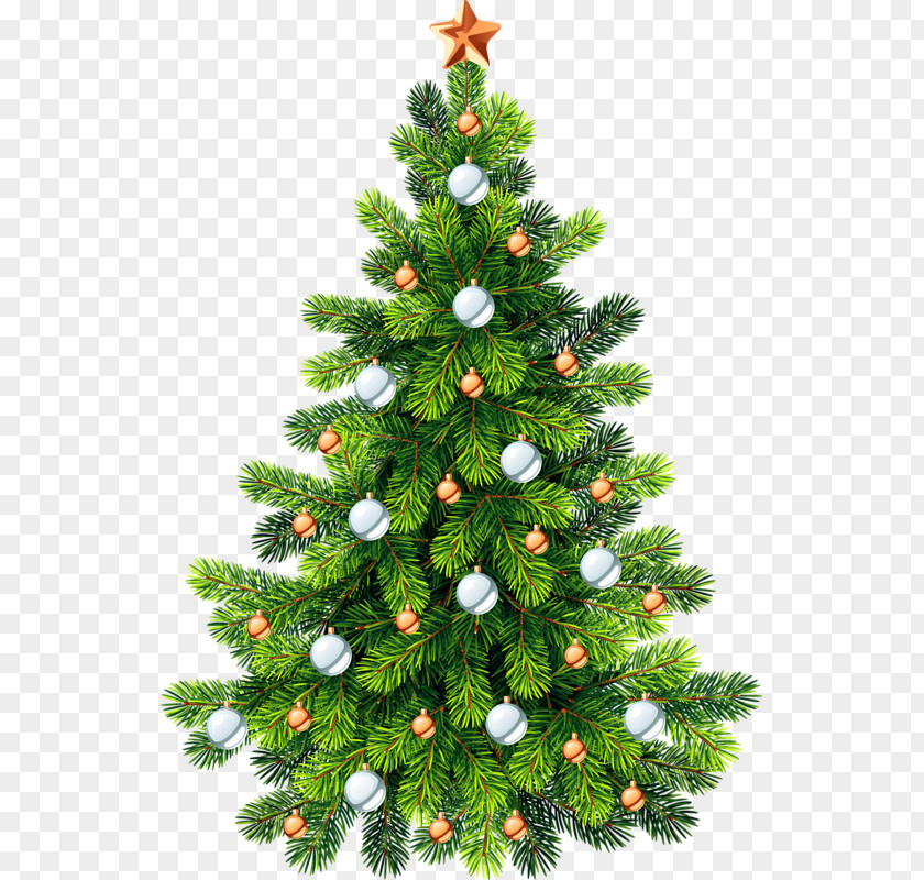 Green Christmas Tree Noble Fir PNG