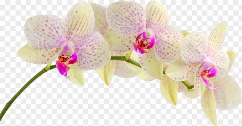 Orchid Orchids Flower Desktop Wallpaper PNG