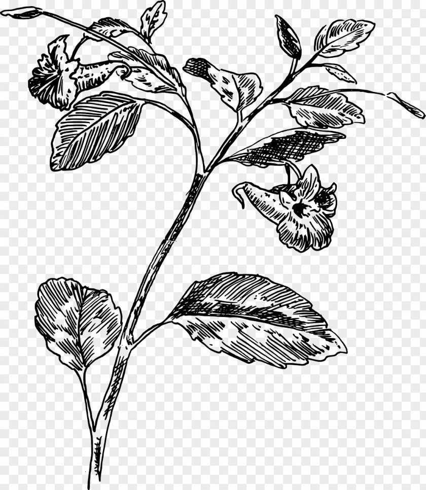 Plant Twig Botany Drawing Biology PNG