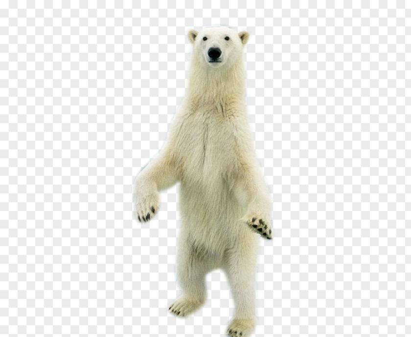 Standing Bear Polar PNG