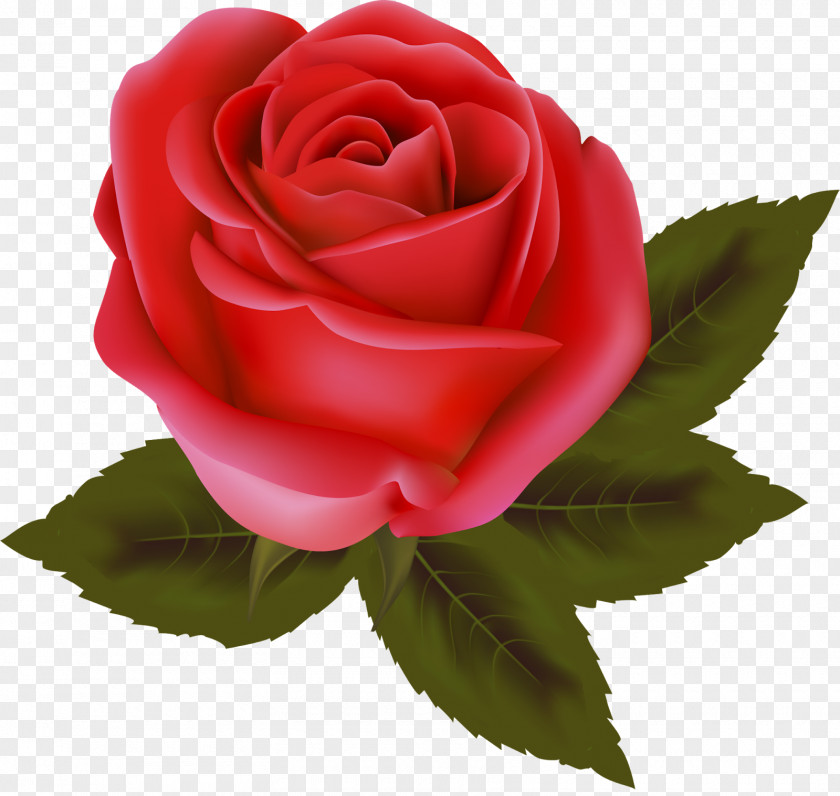 Valentine's Day Garden Roses China Rose Cabbage Floribunda PNG