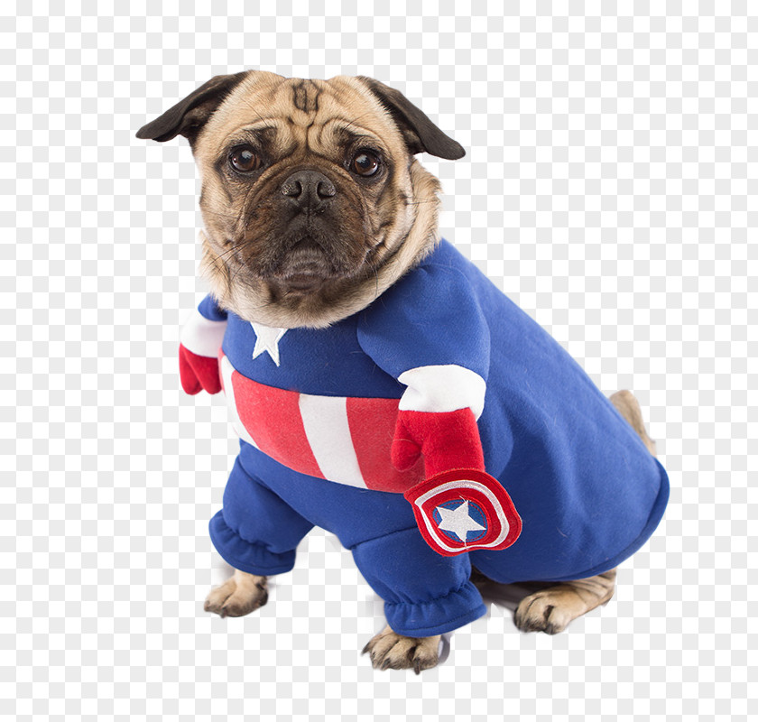Captain America Pugs In Costumes Dog Breed PNG