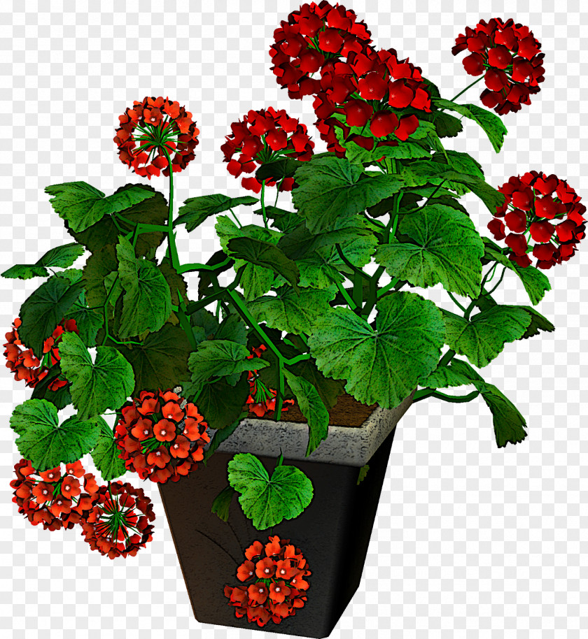 Flower Plant Guelder Rose Berry Loganberry PNG
