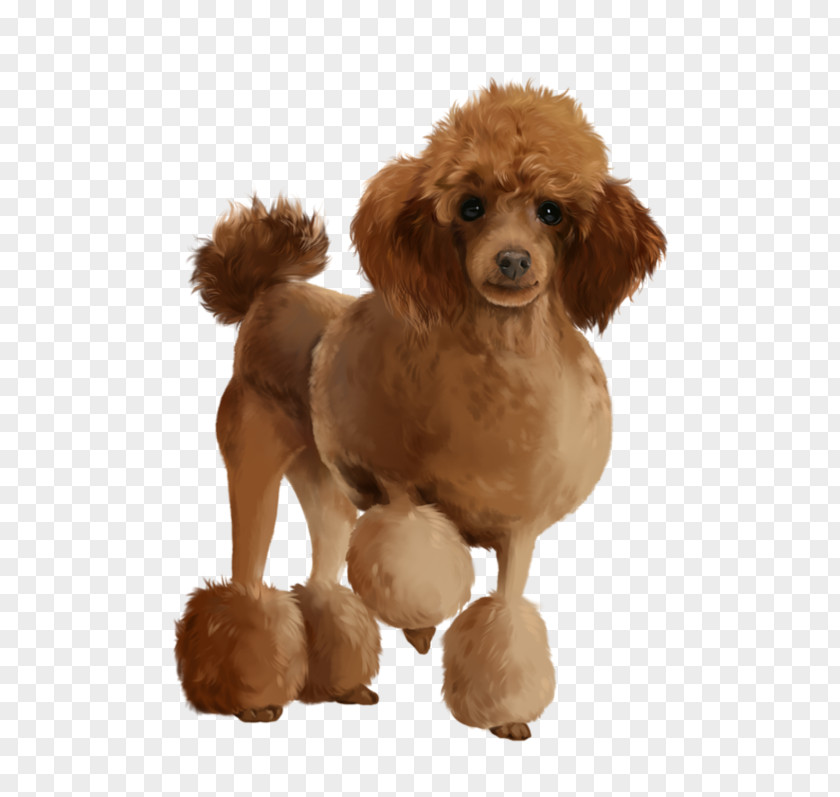 Puppy Toy Poodle Animal Illustration PNG