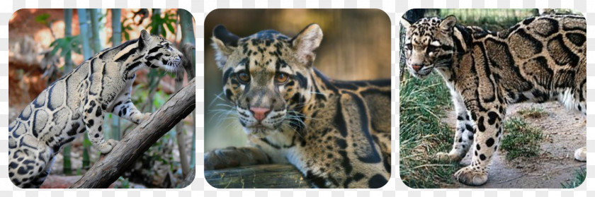 Tiger Leopard Big Cat Felidae PNG