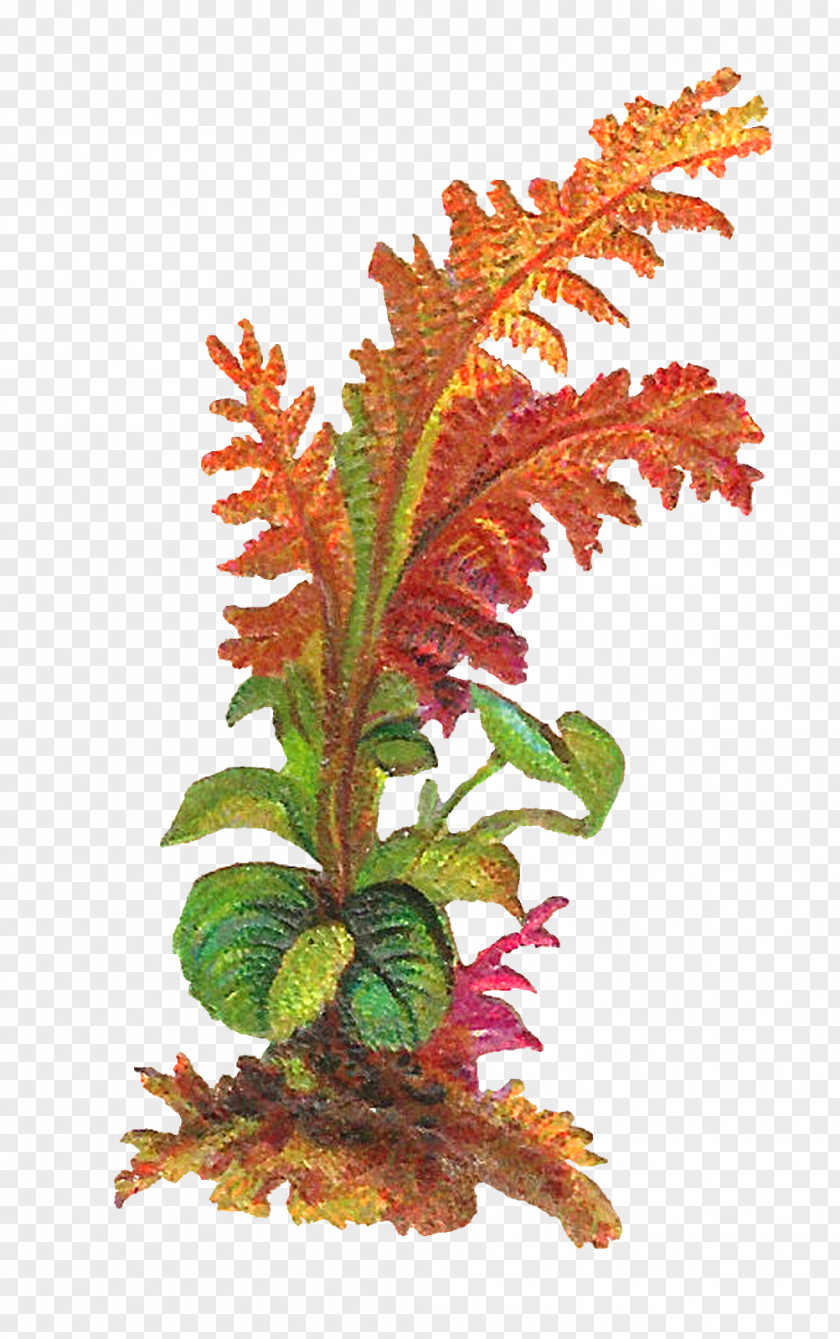 Botanical Leaf Plant Clip Art PNG