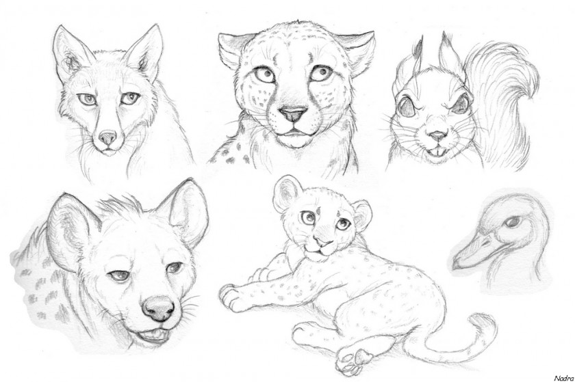 Drawings Of Animals Drawing Lion Pencil Sketch PNG