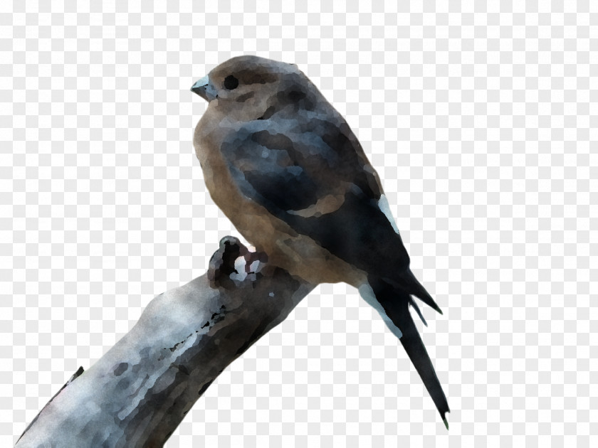 Finch Songbird Bird Beak Swallow Perching Falconiformes PNG
