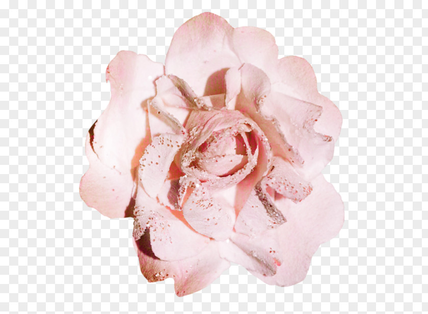 Flower Garden Roses Pink Stamen PNG