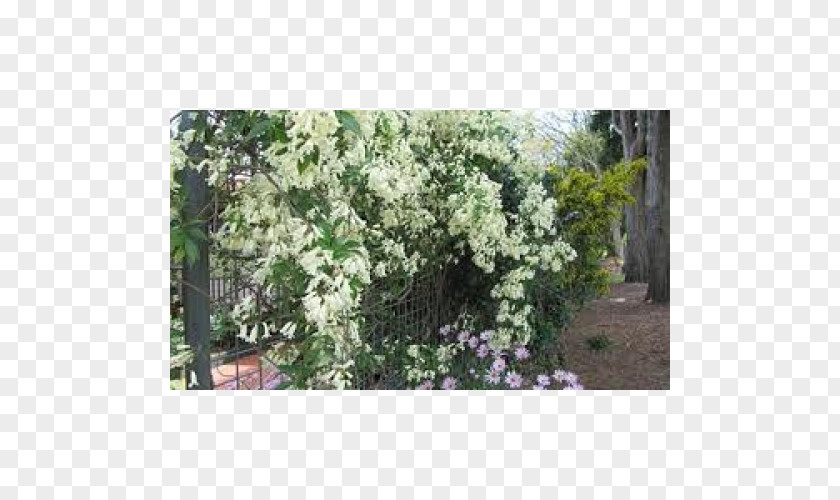 Flower Shrub Tree Evergreen Lilac PNG