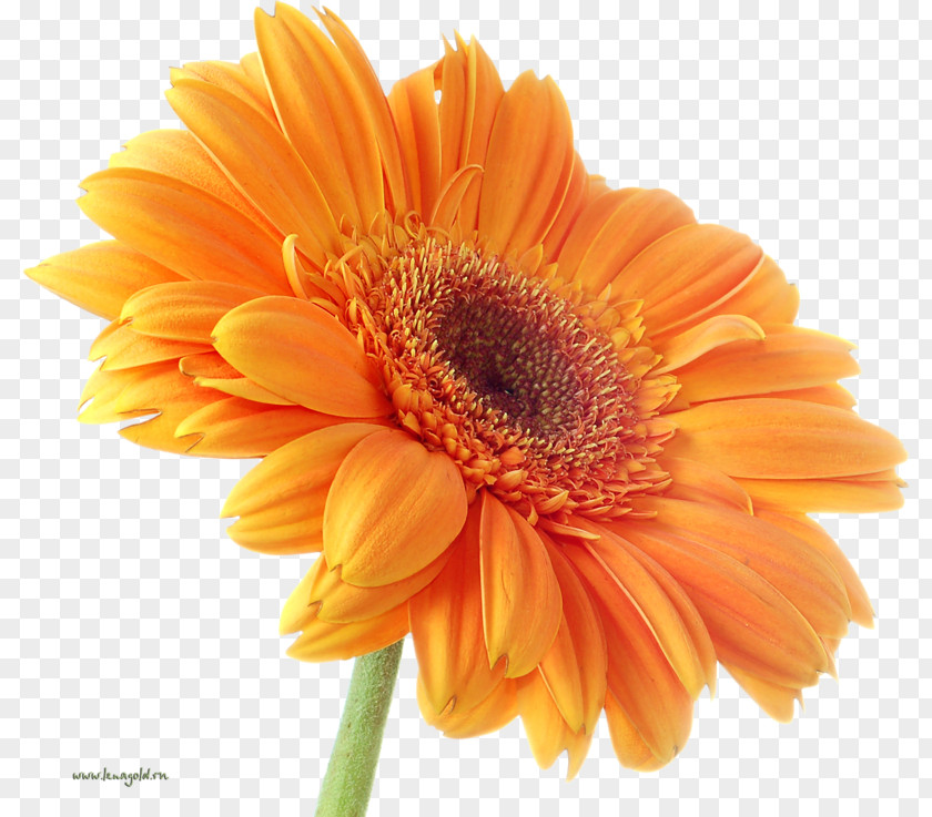 Orange Transvaal Daisy Stock.xchng Flower Bouquet PNG