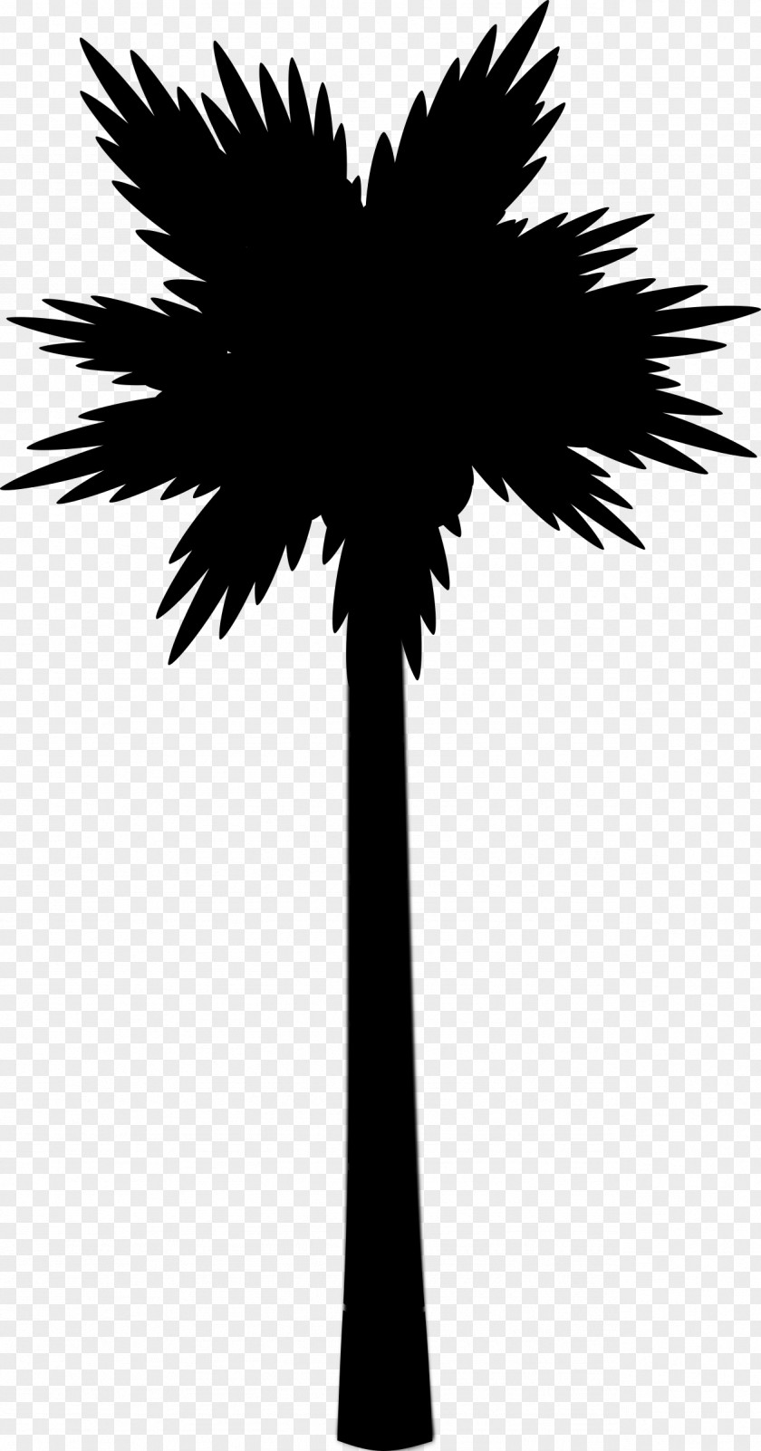 Asian Palmyra Palm Image Trees PNG