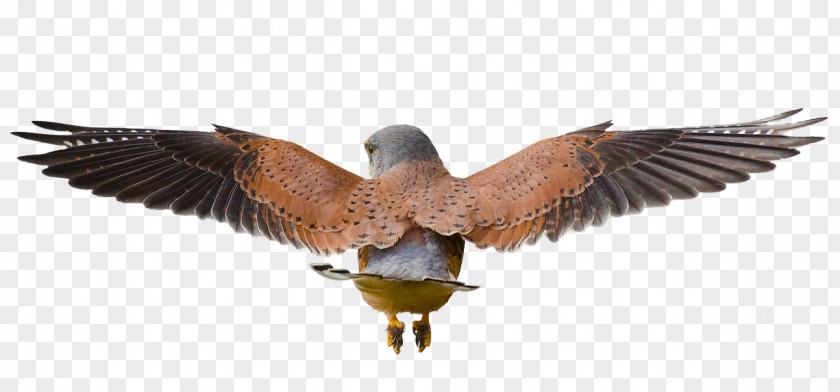 Bird Common Kestrel Rodent Mouse PNG