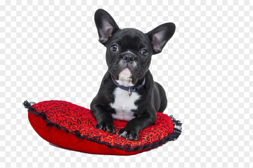 Dog On The Carpet Cat Pet Breed-specific Legislation Veterinarian PNG