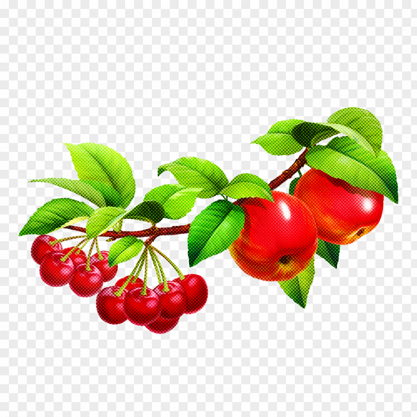 Fruit Berry Plant Flower Lingonberry PNG