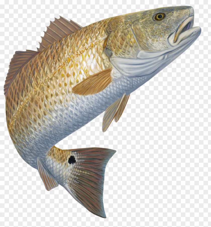 Fishing Red Drum Redfish Decal Black PNG