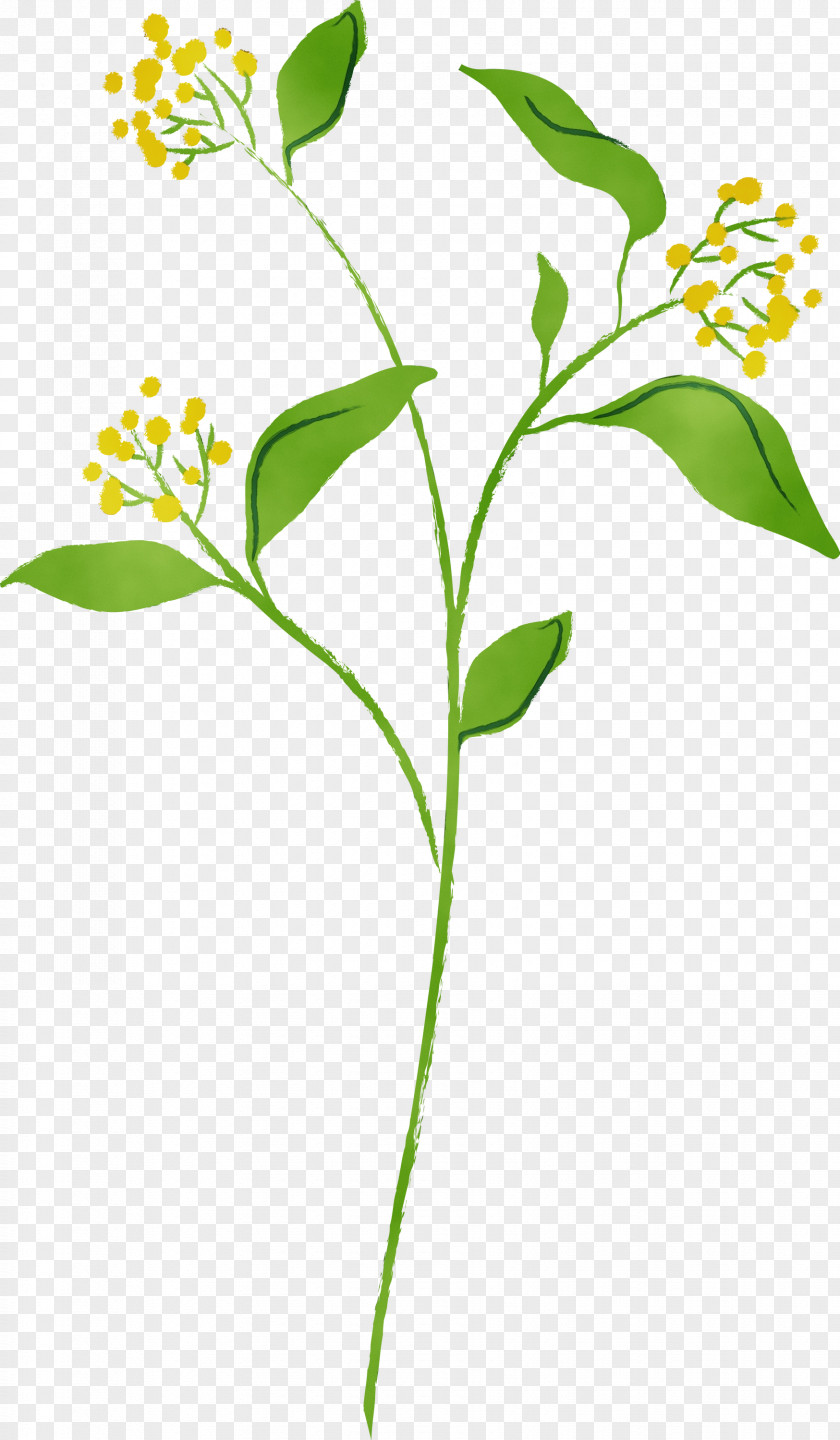 Flower Plant Stem Leaf Pedicel PNG