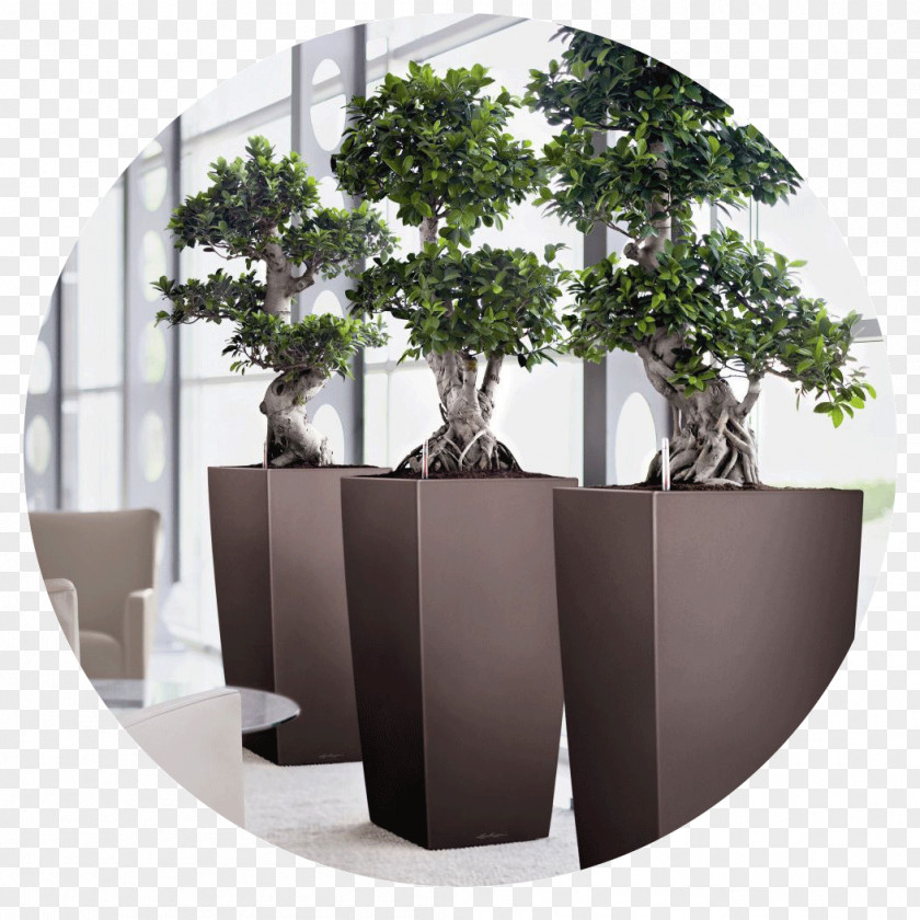 Plant Flowerpot Bonsai Office Ornamental Watering Cans PNG