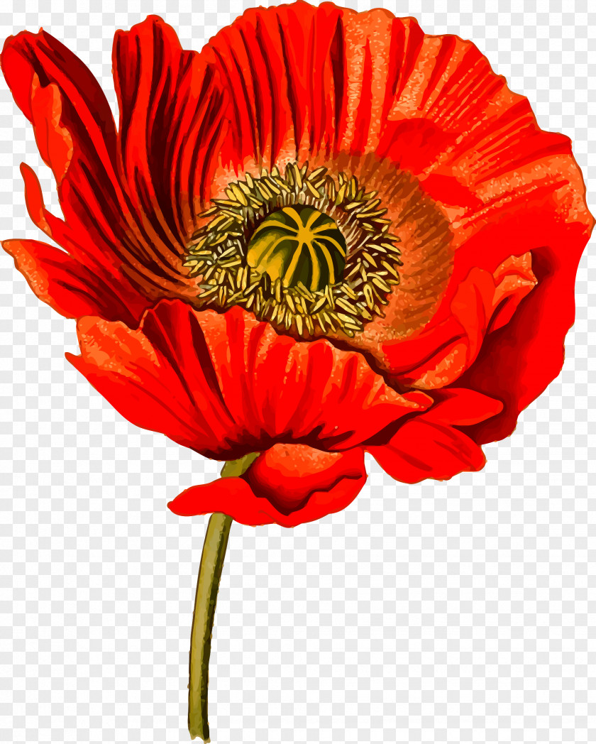 Poppies Opium Poppy Clip Art Openclipart Image PNG