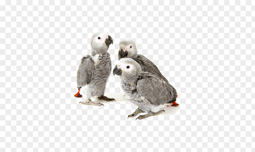African Grey Greys Parrot Cockatiel Infant Drawing PNG